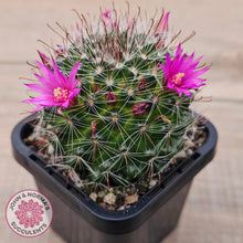 Load image into Gallery viewer, Mammillaria zeilmaniana
