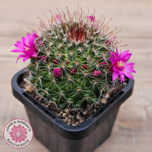 Load image into Gallery viewer, Mammillaria zeilmaniana

