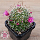 Mammillaria zeilmaniana