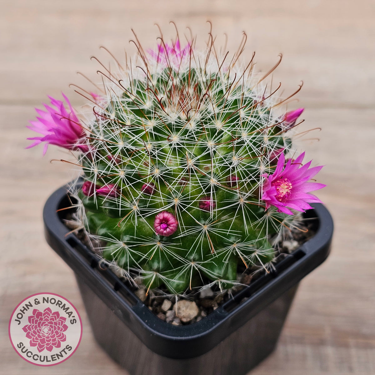 Mammillaria zeilmaniana