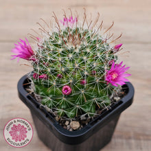 Load image into Gallery viewer, Mammillaria zeilmaniana
