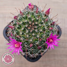Mammillaria zeilmaniana