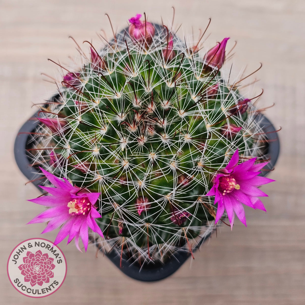 Mammillaria zeilmaniana