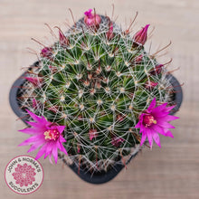 Load image into Gallery viewer, Mammillaria zeilmaniana
