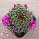 Mammillaria zeilmaniana