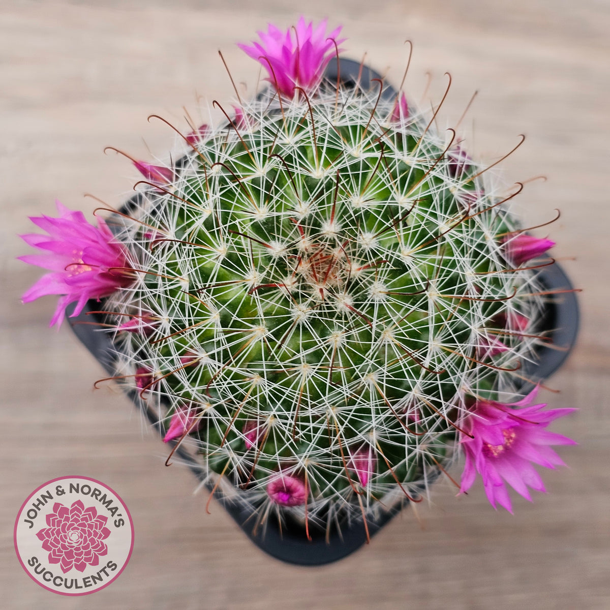 Mammillaria zeilmaniana