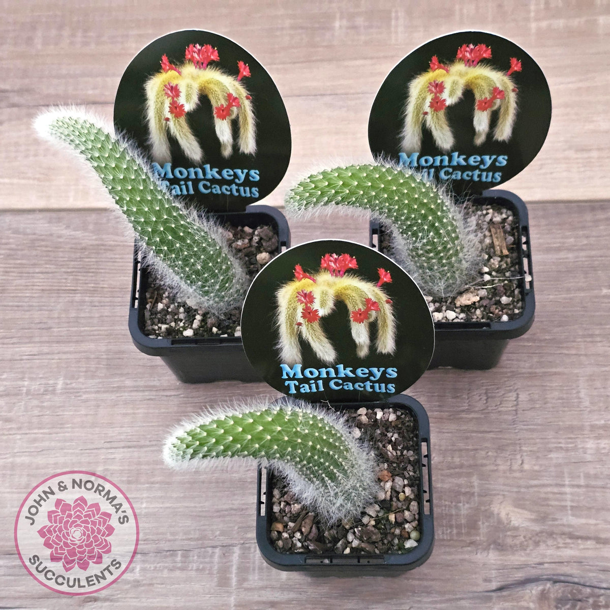 Monkey Tail Cactus