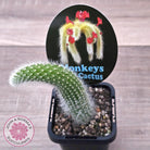 Monkey Tail Cactus