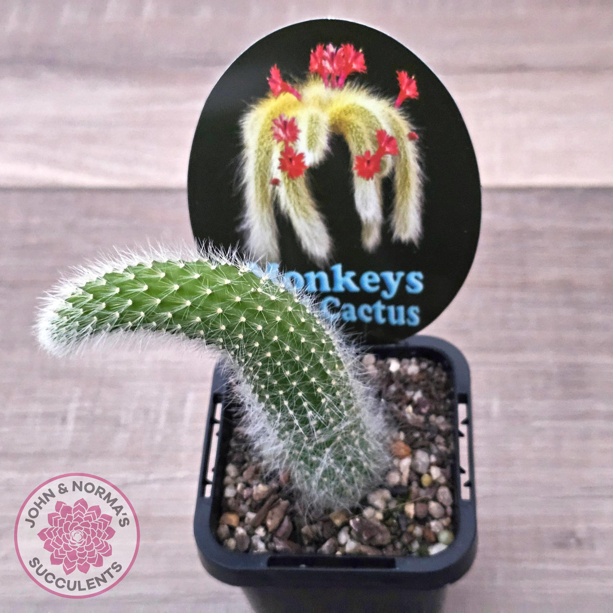 Monkey Tail Cactus