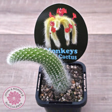 Load image into Gallery viewer, Monkey Tail Cactus - John &amp; Norma&#39;s Succulents Australia
