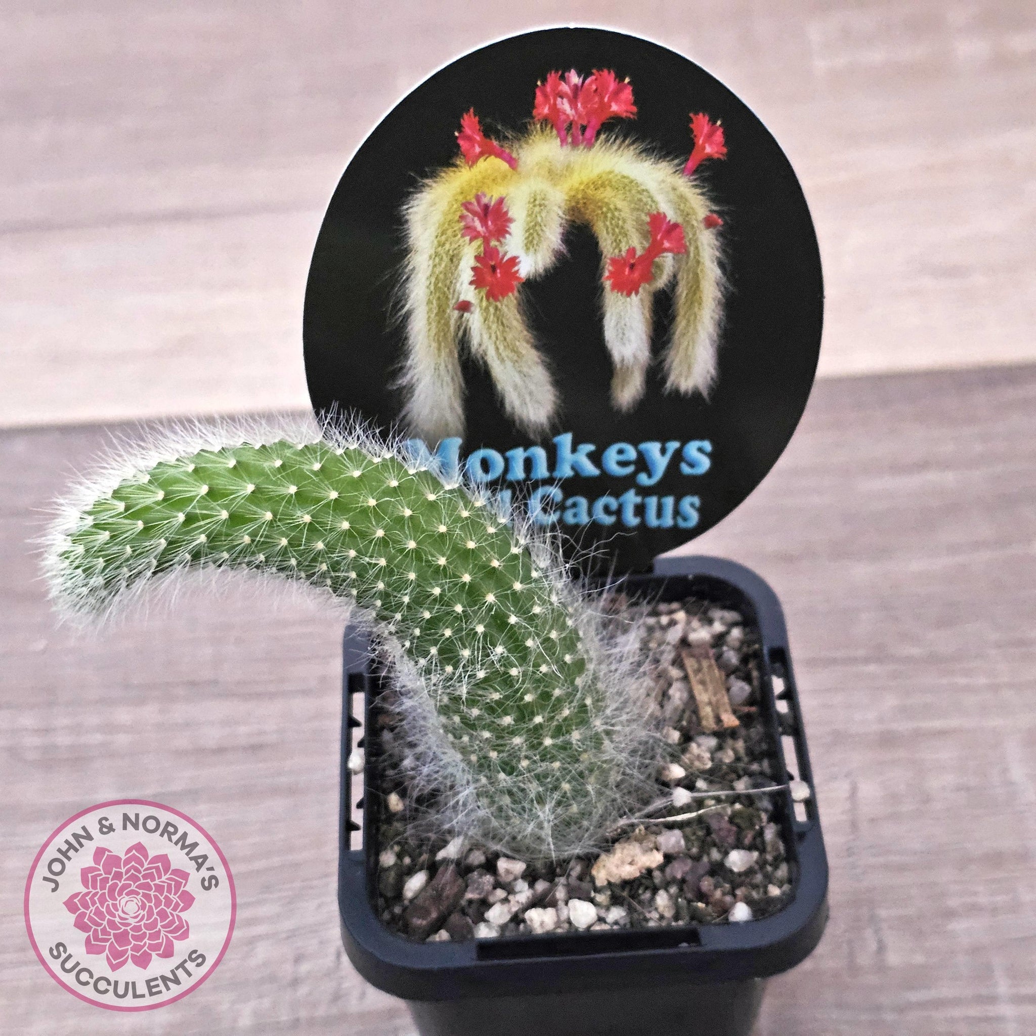 monkey succulent Buy Monkey Tail Cactus Australia