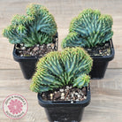 Myrtillocactus geometrizans f. cristata
