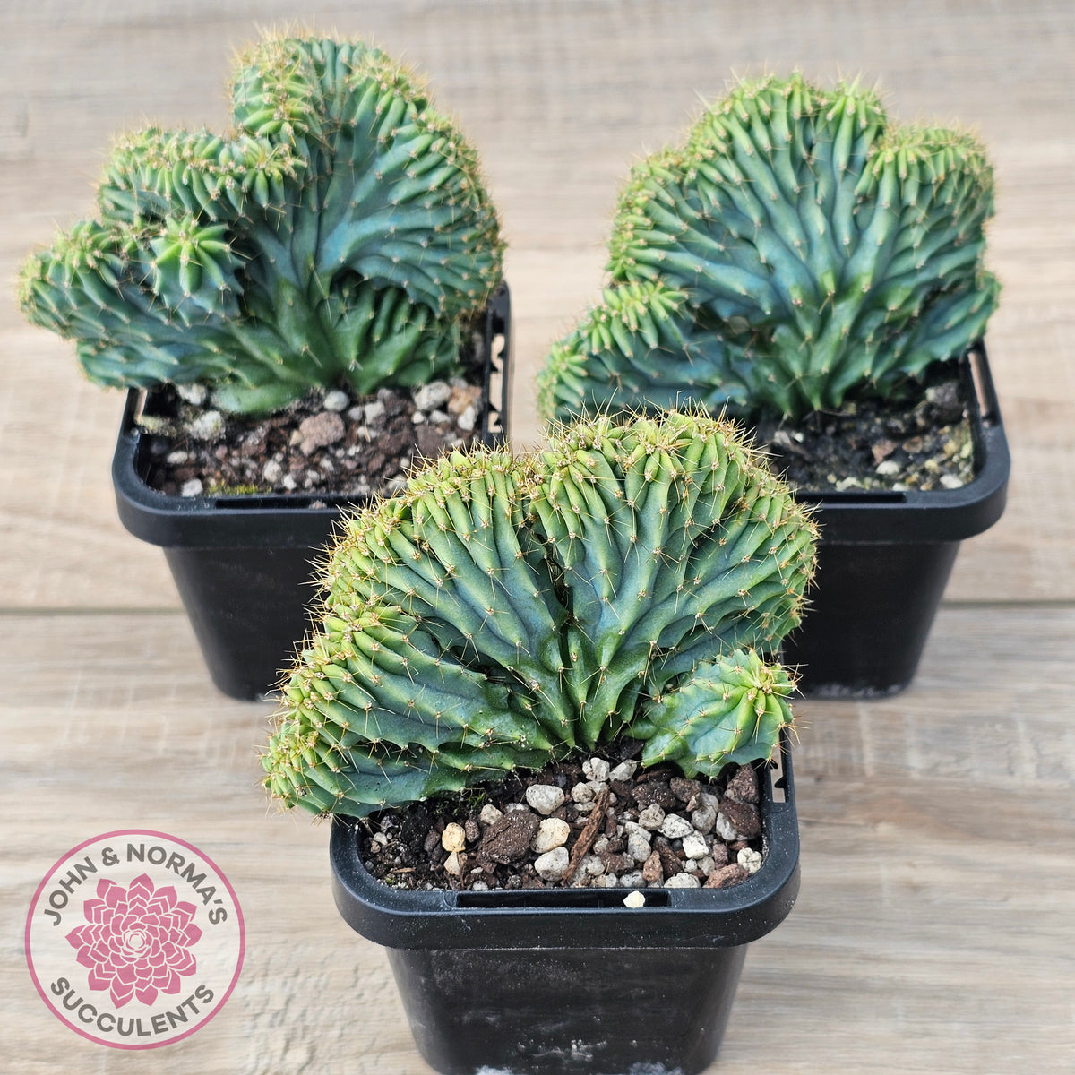 Myrtillocactus geometrizans f. cristata