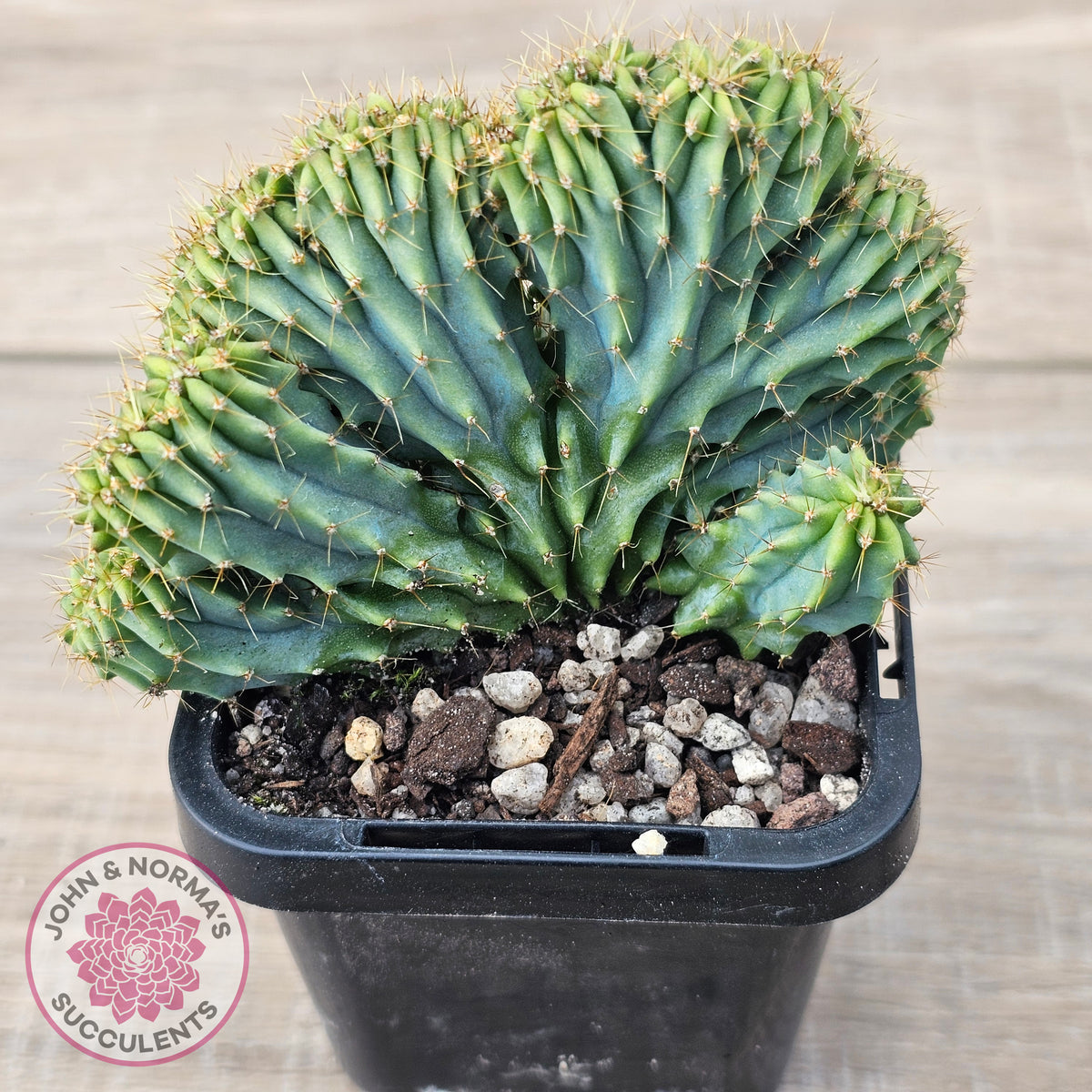 Myrtillocactus geometrizans f. cristata