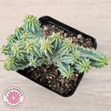 Load image into Gallery viewer, Myrtillocactus geometrizans f. cristata (Large)
