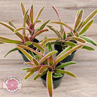 Neoregelia 'Fireball Variegata'