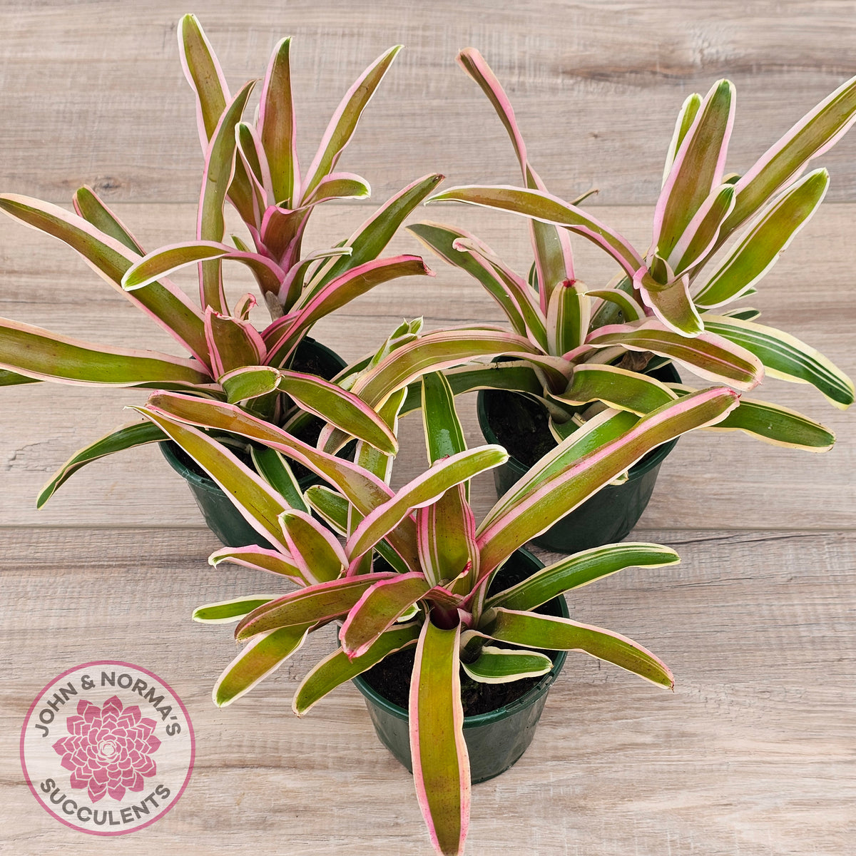 Neoregelia 'Fireball Variegata'