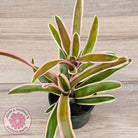 Neoregelia 'Fireball Variegata'