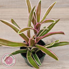Neoregelia 'Fireball Variegata'
