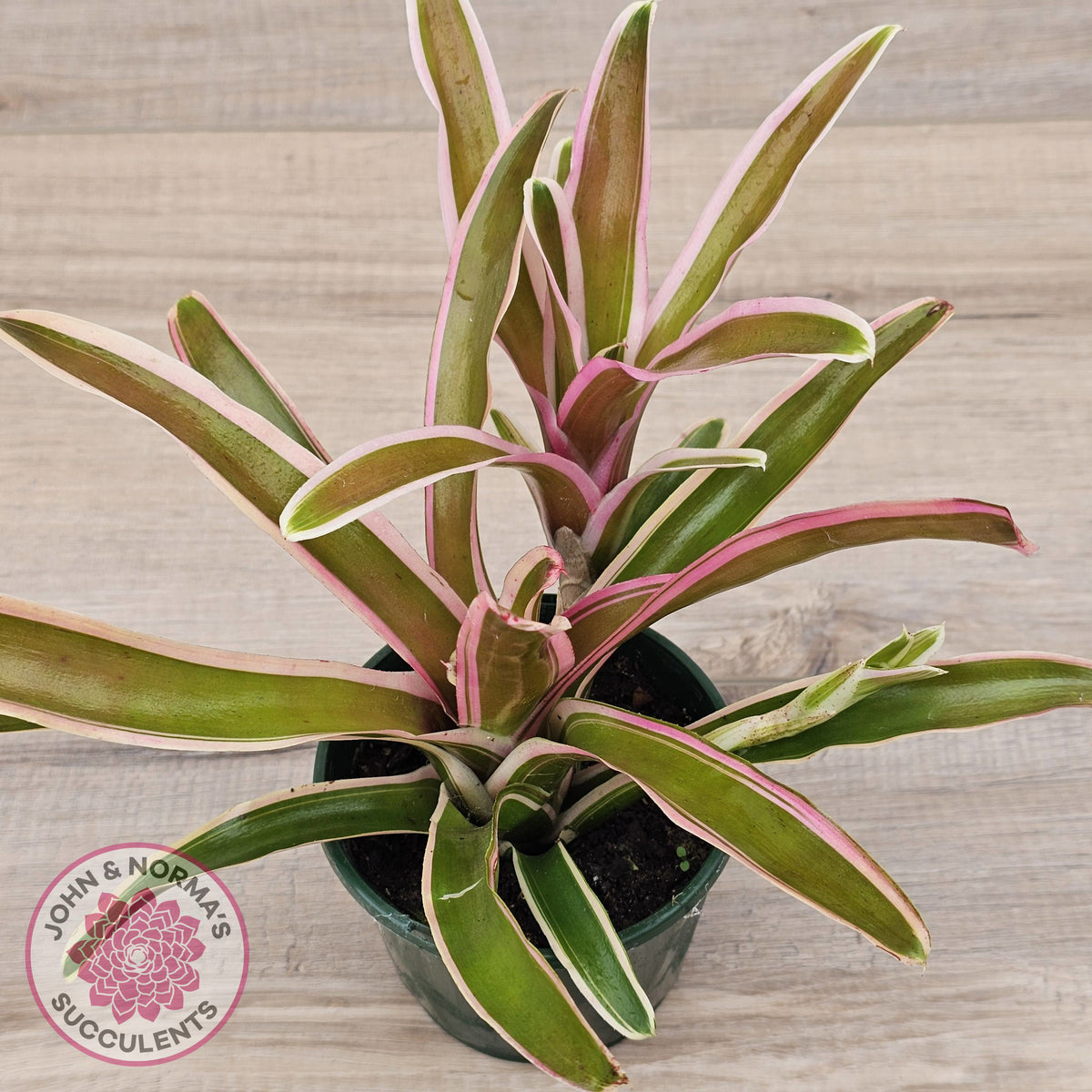 Neoregelia 'Fireball Variegata'