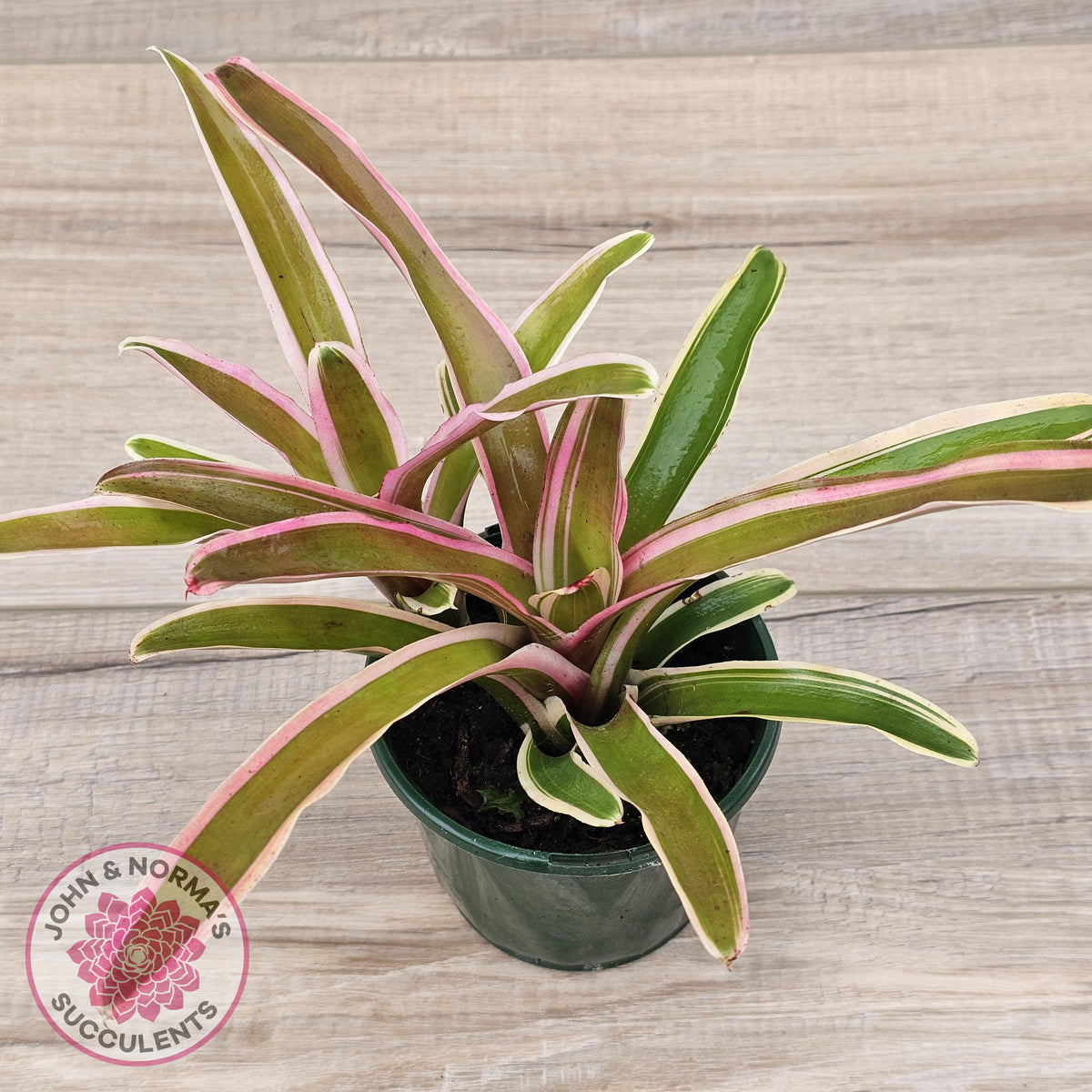 Neoregelia 'Fireball Variegata'