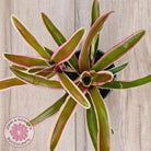 Neoregelia 'Fireball Variegata'