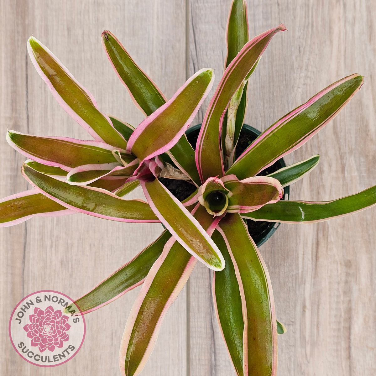 Neoregelia 'Fireball Variegata'