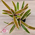 Neoregelia 'Fireball Variegata'
