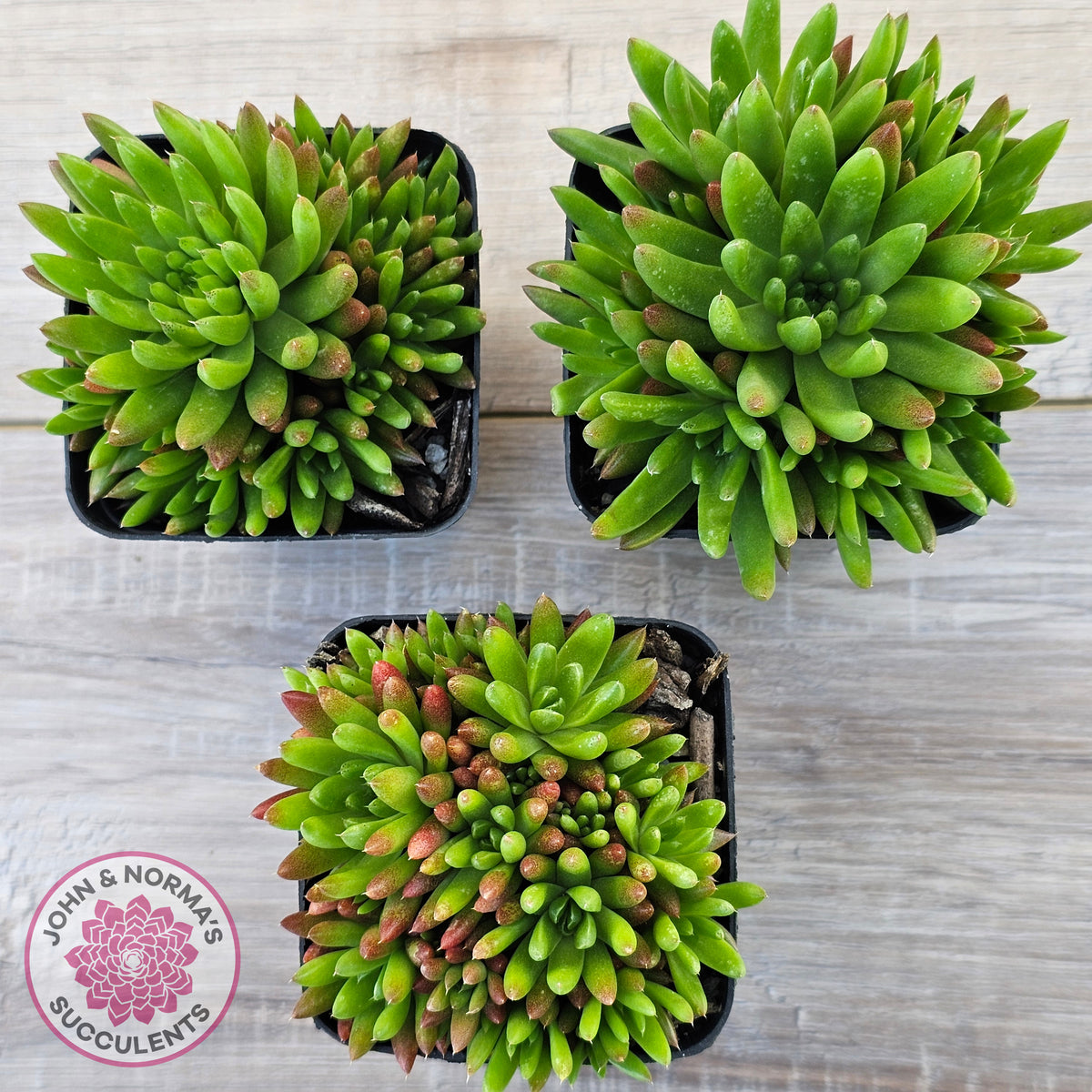 Orostachys erubescens 'Tume - Renge' (multi)