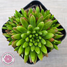 Orostachys erubescens 'Tume - Renge' (multi)