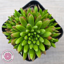 Load image into Gallery viewer, Orostachys erubescens 'Tume - Renge' (multi)
