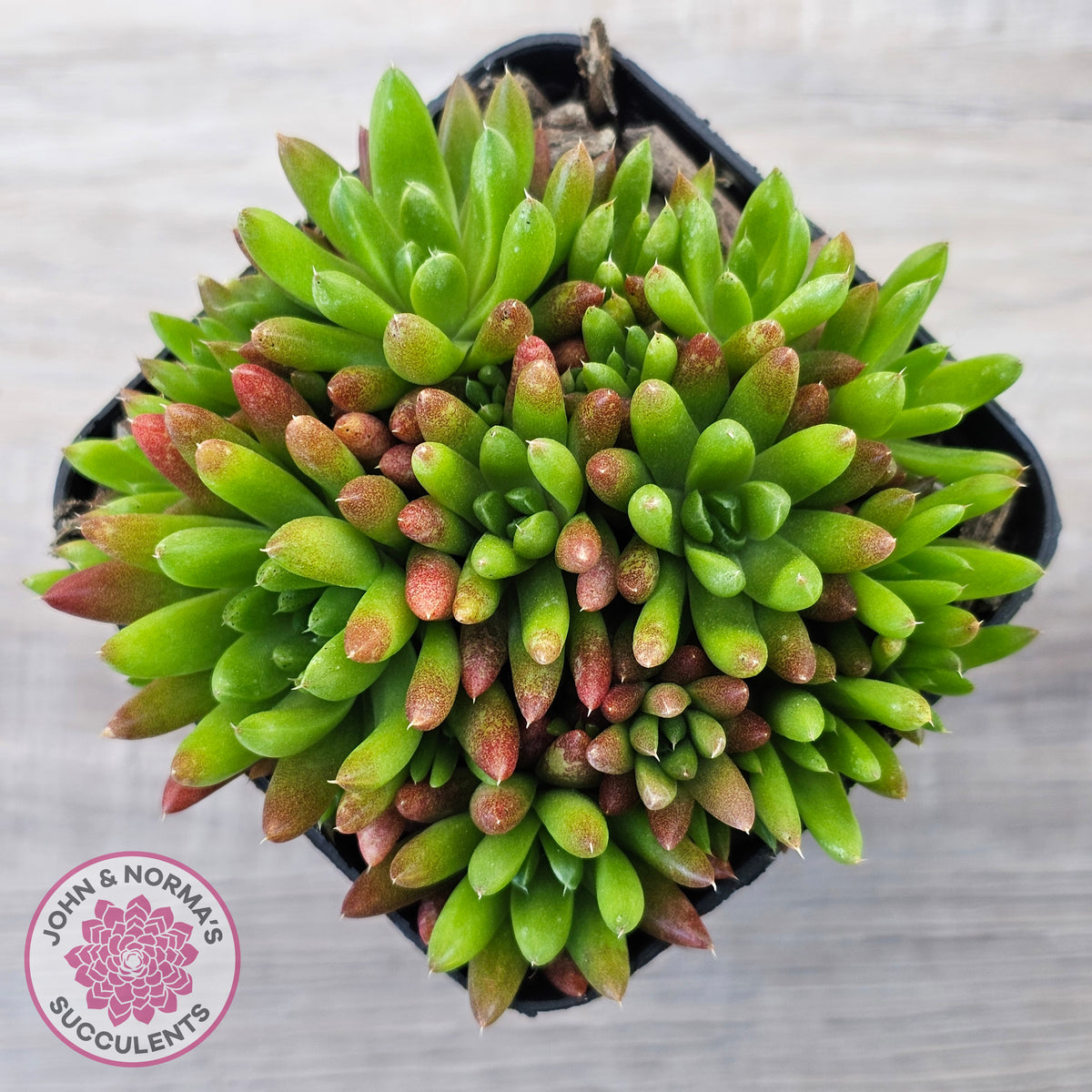 Orostachys erubescens 'Tume - Renge' (multi)