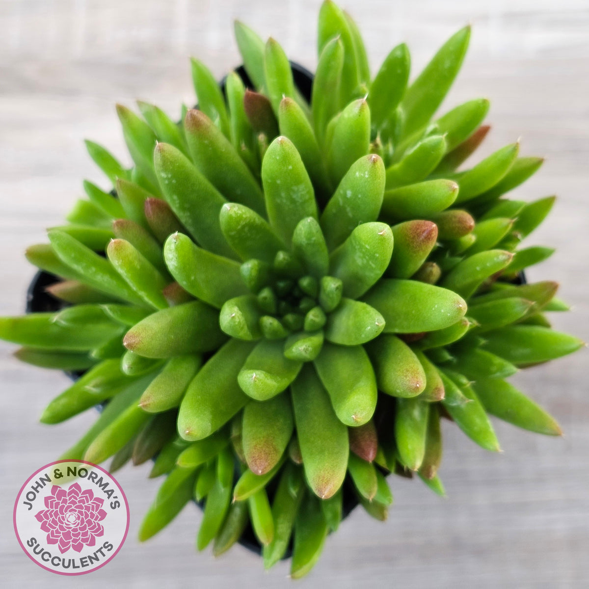 Orostachys erubescens 'Tume - Renge' (multi)