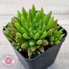 Orostachys erubescens 'Tume - Renge' (multi)