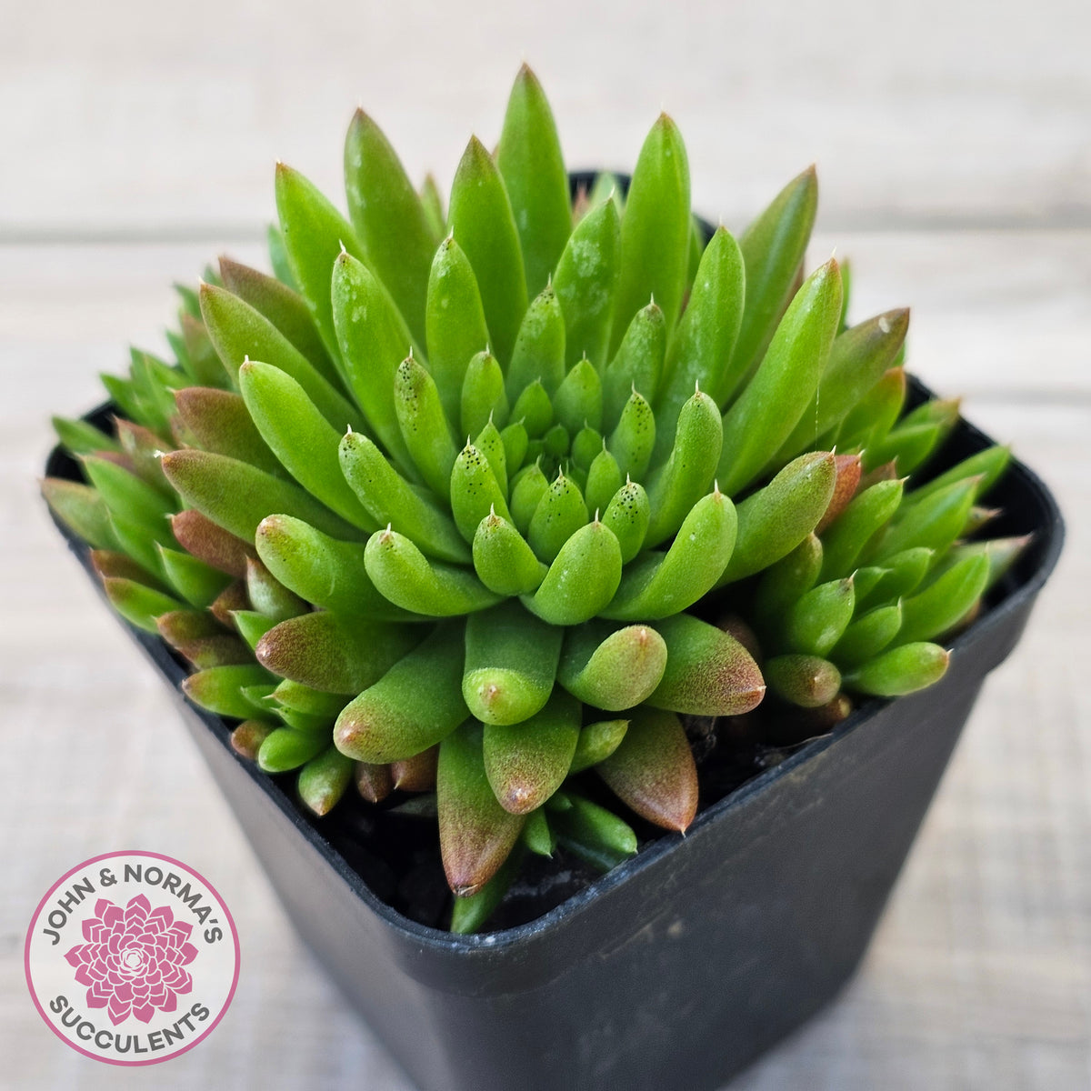 Orostachys erubescens 'Tume - Renge' (multi)