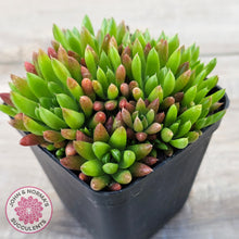 Load image into Gallery viewer, Orostachys erubescens 'Tume - Renge' (multi)
