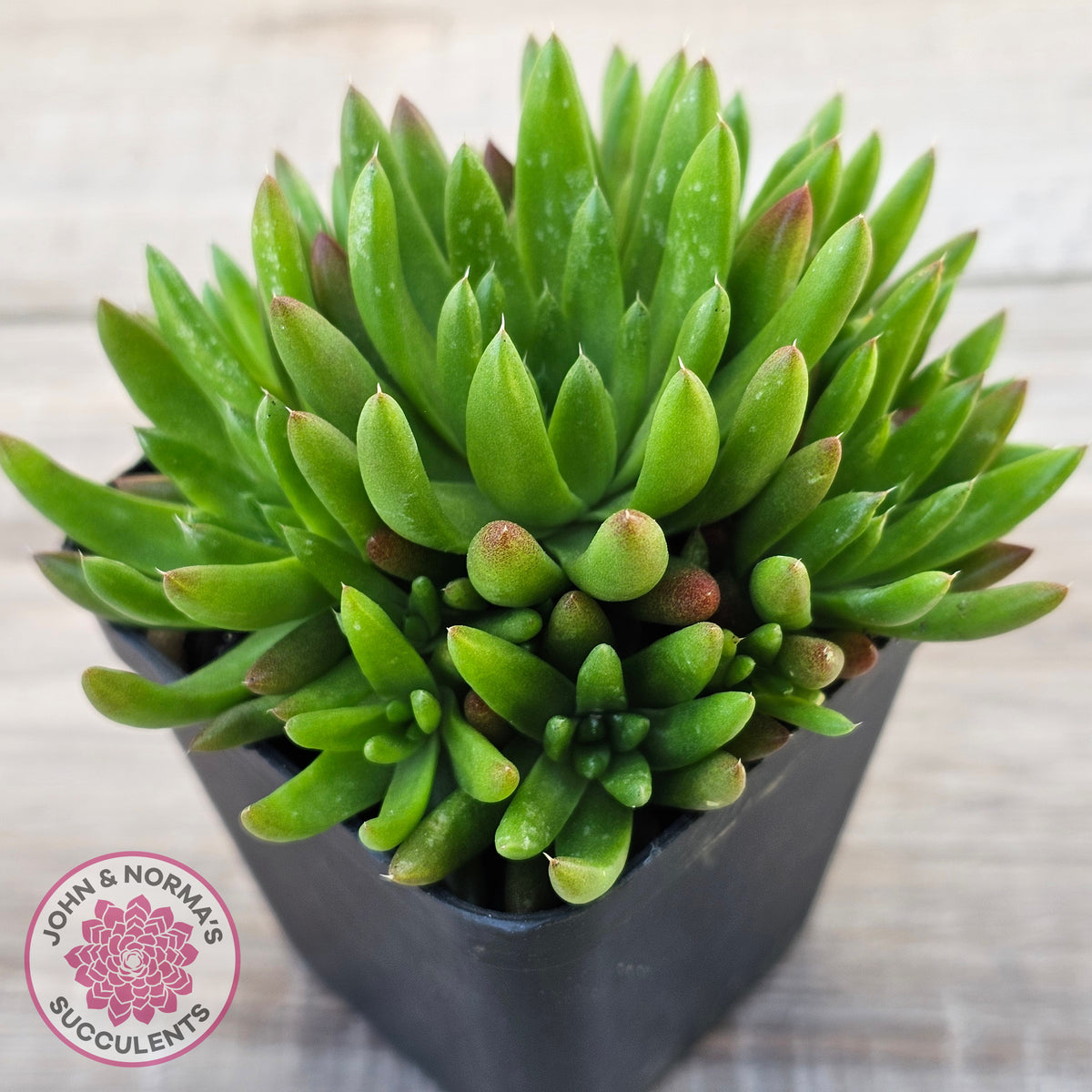 Orostachys erubescens 'Tume - Renge' (multi)