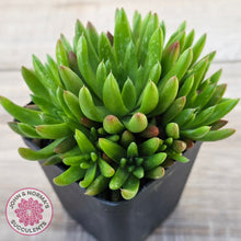 Load image into Gallery viewer, Orostachys erubescens 'Tume - Renge' (multi)
