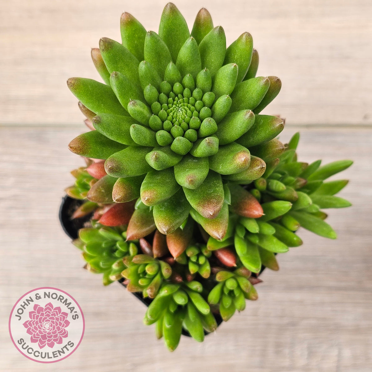 Orostachys erubescens 'Tume - Renge' (multi)