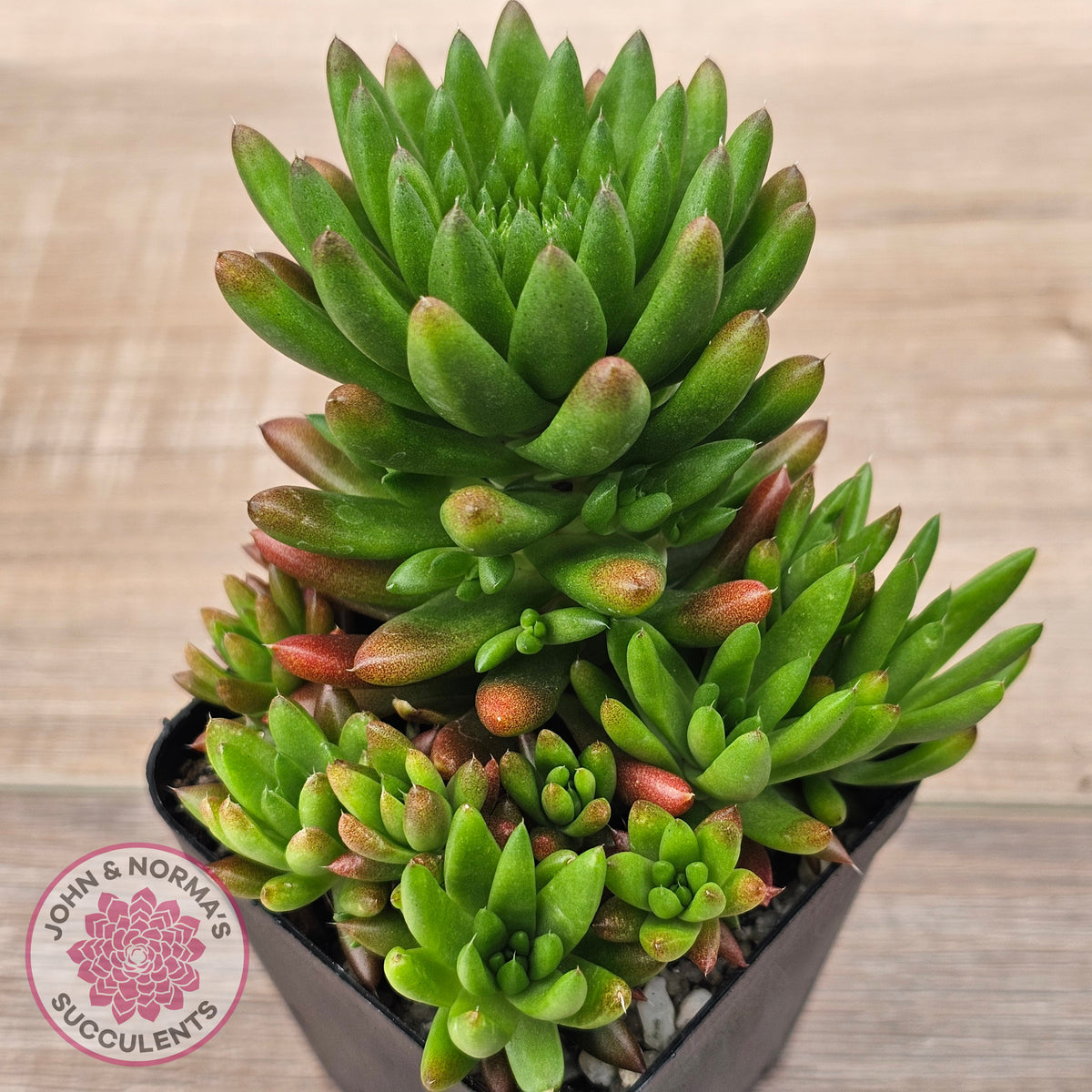 Orostachys erubescens 'Tume - Renge' (multi)