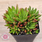 Orostachys erubescens 'Tume - Renge' (multi)