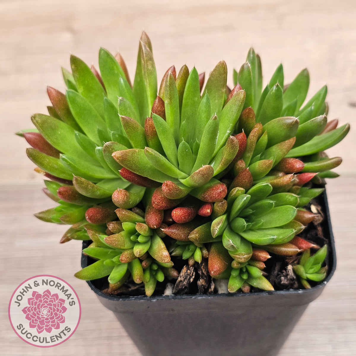 Orostachys erubescens 'Tume - Renge' (multi)