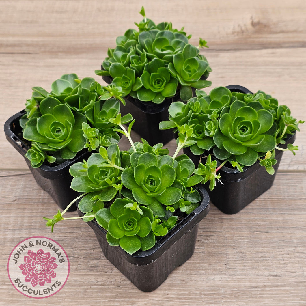 orostachys succulent Buy Orostachys malacophylla ssp. Iwarenge 'Genkai' Australia