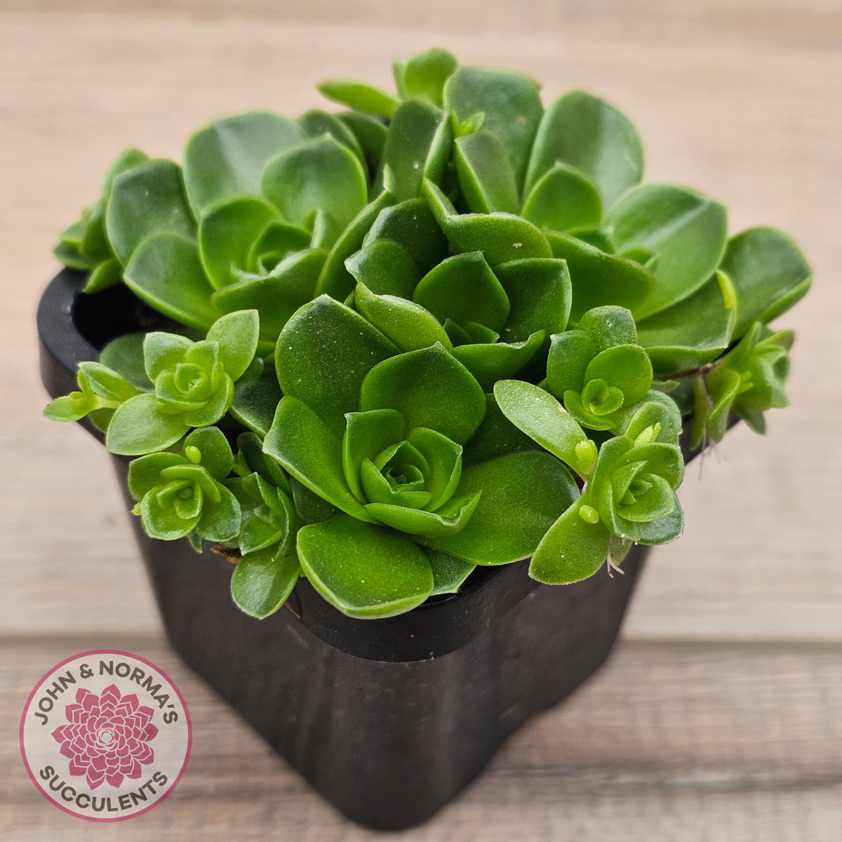 Orostachys malacophylla ssp. Iwarenge ‘Genkai’
