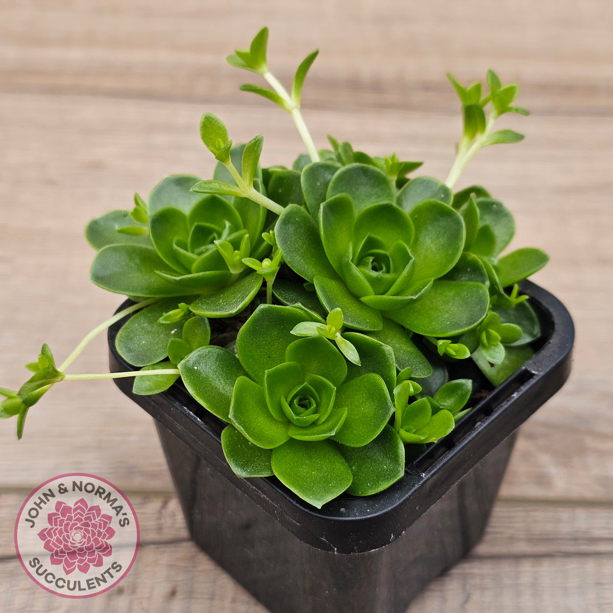 Orostachys malacophylla ssp. Iwarenge ‘Genkai’