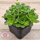 Orostachys malacophylla ssp. Iwarenge ‘Genkai’