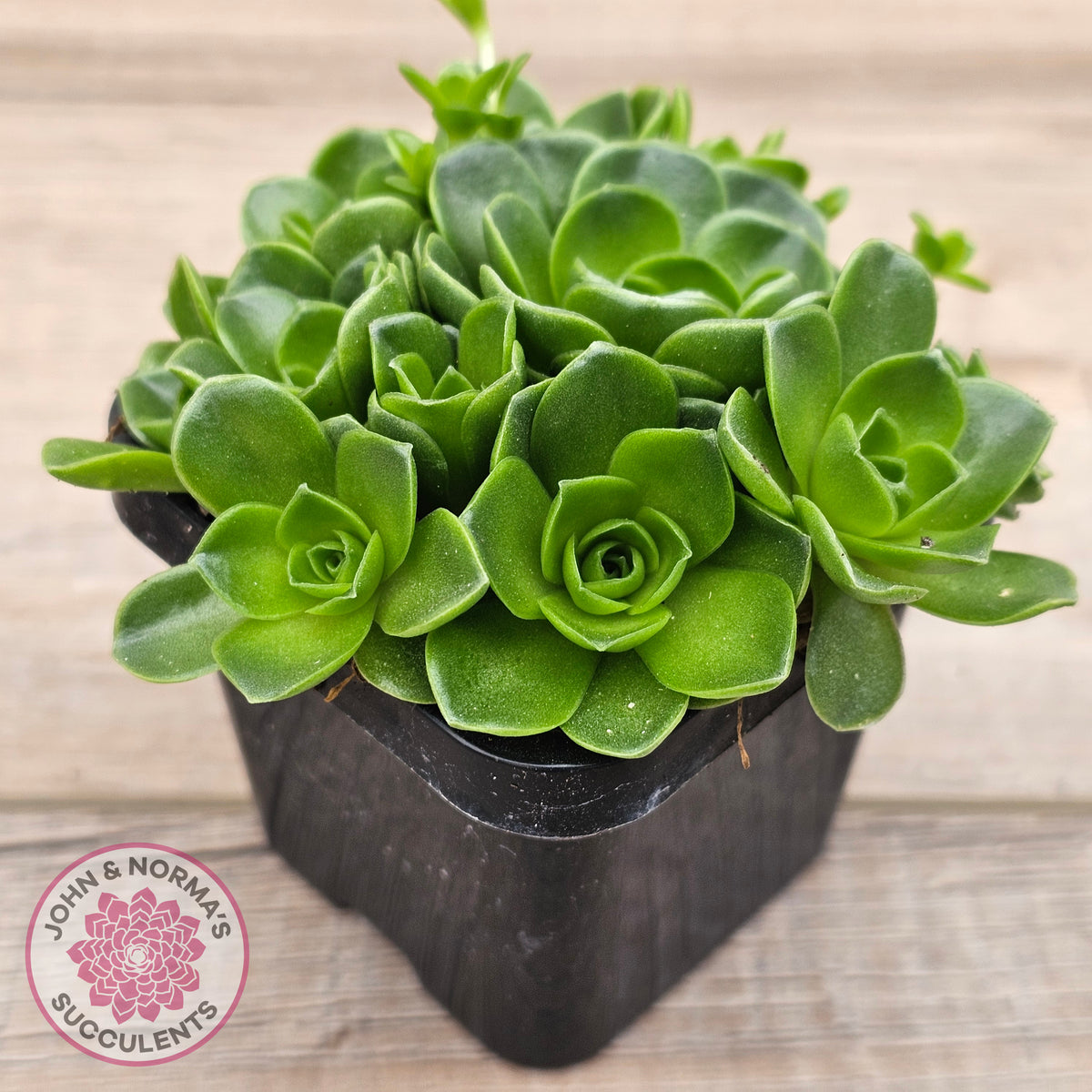 Orostachys malacophylla ssp. Iwarenge ‘Genkai’