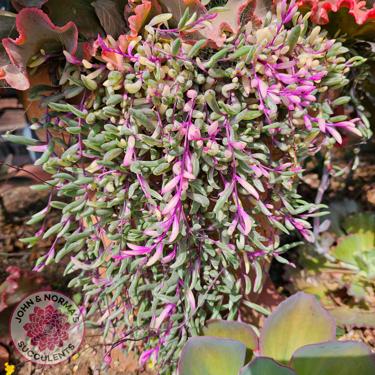 Buy Othonna capensis variegated 'Opal Necklace' Cuttings Australia ...