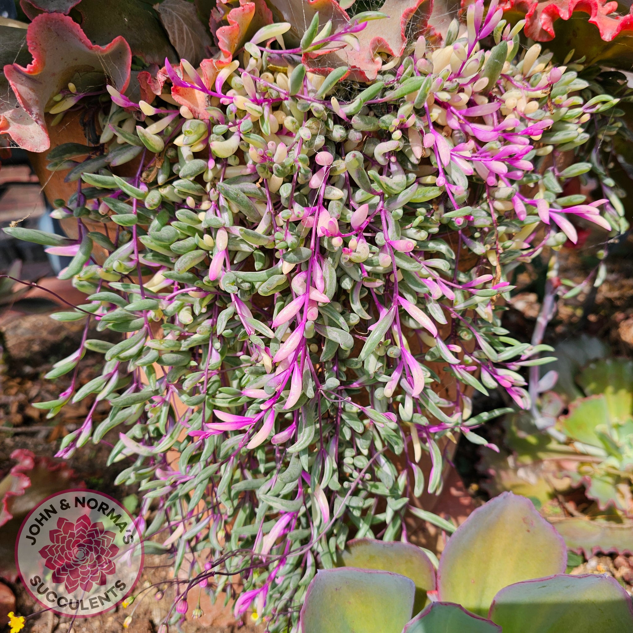 opal succulent plant Buy Othonna capensis variegated 'Opal Necklace' Cuttings Australia