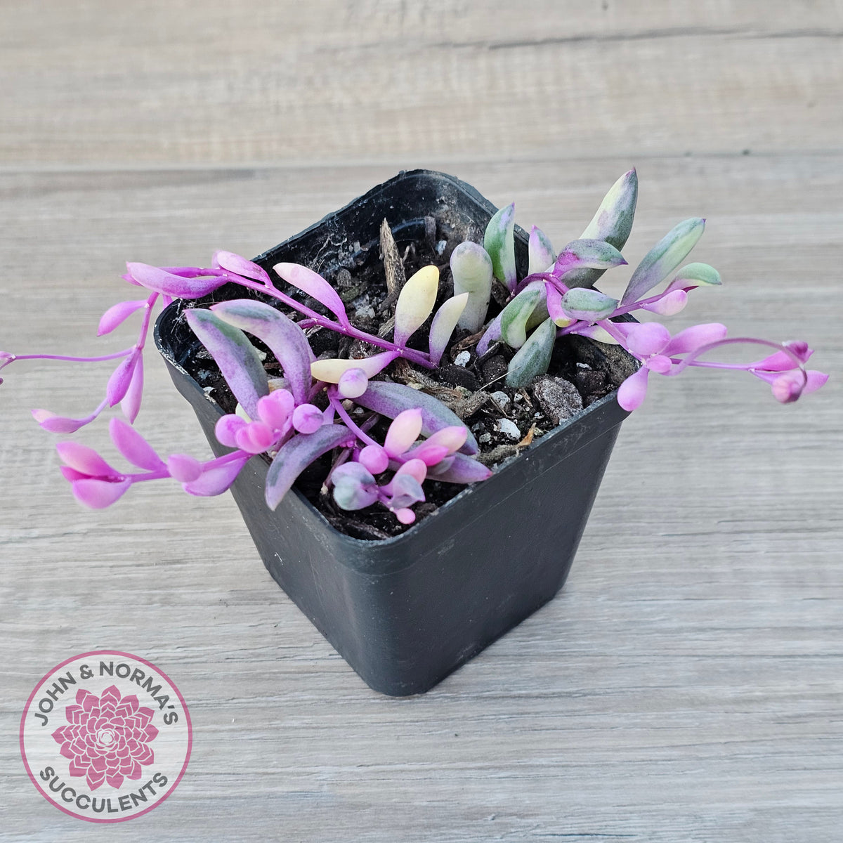 Othonna capensis variegated 'Opal Necklace'